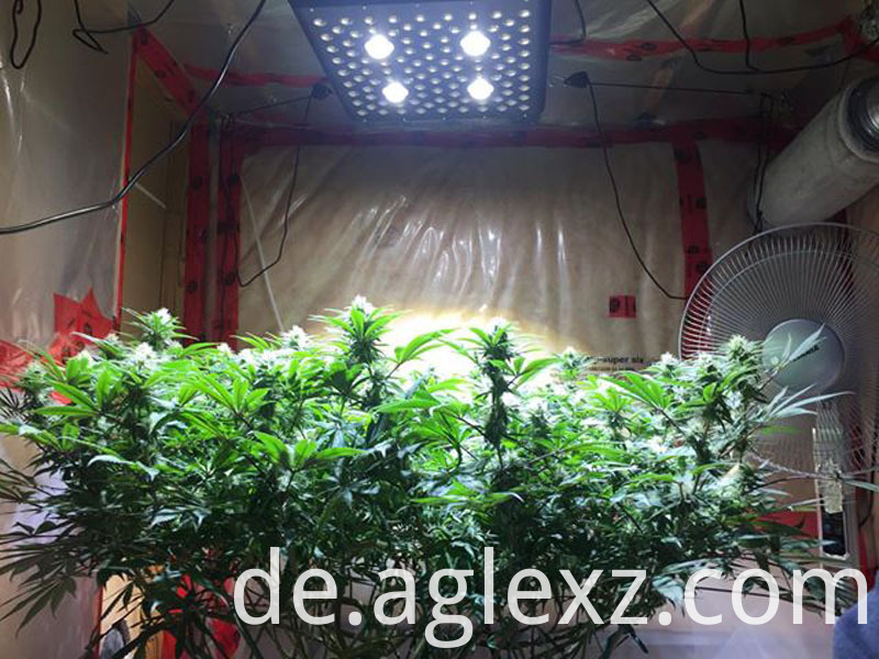 Unkraut führte Licht wachsen weed led grow light